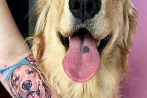 tatuajes de perros golden a color